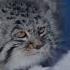 Pallas Cat