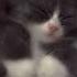 Flëur Теплые коты Speed Up