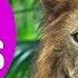 LION SOUNDS For Kids Learn Roaring Growling And Purring Sound Effects Of Lions