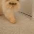 Himalayan Persian Cat