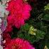 Colorful Flowers Just For You The Voyage Smooth Remix Mamameah Soriano