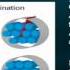 Shoulder Rotator Cuff Part I Exploring The Rotator Cuff Anatomy Microscopic And Macroscopic Level