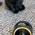 CUTE BLACK KITTENS MEET THE SONY ROLLY