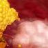 Educational Content From Fertilization To Childbirth 3d Medical Animation By Dandelion Team