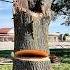 Perfect Hinge On A Bradford Pear Removal