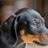 ТАКСЫ Самое Интересное о Таксах DACHSHUND Most Interesting About Dachshunds