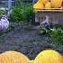 Harvesting Fresh Yellow Melon Making Melon Jam And Delicious Turkish Borek