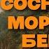 Сосны на морском берегу Разбор на гитаре