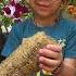 Making Loofah From Native Plants Is Interesting Agni V Shorts Kidsofig Growonyourown