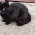 черныш Blackcat Catlover красавчик кот дикий умка DikandUmka 29