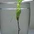 Parasite Escapes As Praying Mantis Drowns