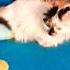 ЦИТАТЫ конфуций цитаты мудрость речь Cat мудрыемысли мудрыеслова золотыеслова