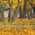 Красивая музыка для медитации Music Frederic Chopin Mysterious Forest Таинственный лес