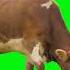 Free Video Cow Green Screen Eating Grass Freegreenscreen Greenscreen Greenscreennocopyright