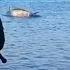 Think Twice Before Hooking A 3m 200 Kg Bluefin Tuna From Shore Popper Live Strike PE10 Fight