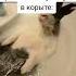 На чиле на расслабоне Трек DJ UNIVXRSEL Voices In My Head TROLLFACE