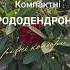 Рододендрони від Клуб Рослин Shorts Shortsvideo Plant Garden Gardening Landscape Plants