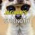 Jaguar Commander Vs Swarm Of 10 Mighty Meerkats Shorts VidNarrate