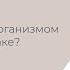 Что происходит с нашим организмом при панической атаке