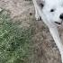 Битва лайки за м яч лайка Dog Funny Layka White