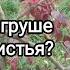 Трещины на коре плодовых деревьев Красные листья на груше осенью Плодовые сумки Все в одном сюжете