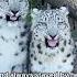 Snow Leopard Can T Sleep When She S Pregnant Her Husband S Behavior Warms The Heart Animals Love