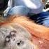 Leuser Are Palm Oil Farmers Shooting Orangutans BBC News