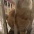 Cat Falls From Stairs And Breaks A Table Funny Fail Short Cats
