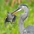 What This Heron Did Shocked Me