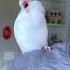 Funniest Parrot Moments Synced To Viral Music Birds Funny Pets Parrot