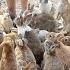 Japan S Rabbit Island Feeding 1000 Bunnies