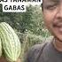 HARVESTING BITTER PARE ON JANDA S LAND PARE FARMERS INDONESIAN FARMERS AGRICULTURAL INFO