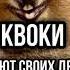 ГРУСТНЫЙ ФАКТ ПРО ХОМЯКОВ Shorts