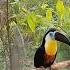 Toucansound ToucanBeautiful Toucan Hobby Animals Birds Viral