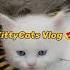 White Persian Kitten Kittycats Vlog Awwanimals Catvideos