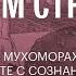 Эфир с Шаманом Беседа о мухоморах работе с сознанием и не только Михаил Вишневский