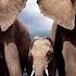 ПІЛ ТУРАЛЫ МӘЛІМЕТТЕР Информация о слоне Facts About The Elephant