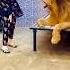 Lion Tiger Attitude Animals Funny Remix Music Song