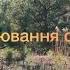 4К Назбирали маслят 17 11 24 також в лісі ще є різні локація с Журава Вінниччина