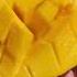 FLORIDA MANGO SEASON I Cry With Happiness These Mangoes Are Shorts Shortsvideo