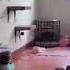 Chaos Visualized In Mere Seconds Demonstrated By A Room Full Of Cats And Several Props