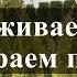 Омолаживаем розы и убираем пеньки Питомник растений Е Иващенко