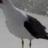 Seagull Laughing