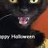 Shy Black Kitty Wishes You Happy Halloween Cat Catlover Halloween Blackcat Shorts Fun