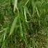 Экзотическое растение Бамбук Интересные факты Exotic Plant Bamboo Interesting Facts
