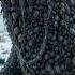Arctic Rescue Mission Saving A Bearded Seal From The Grip Of Parasites Rescue Animal