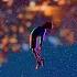 What S Up Danger Leap Of Faith Recreation Spider Man Miles Morales