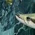 Big Fish Arapaima Shorts Vairal