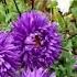 How To Grow Asters From Seed