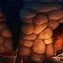 Sound Of A Snowstorm Gentle Cat Purring By The Fireplace For Sleep Sound Of A Fire And Purring